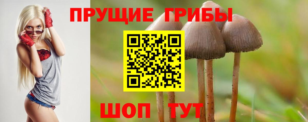 Галлюциногенные грибы Psilocybe Юрга